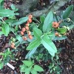 Pyracantha koidzumii Blatt