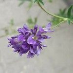 Medicago sativa Blomst