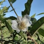 Campomanesia guazumifolia Blüte