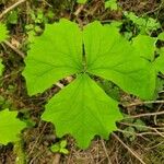 Achlys triphylla Leaf