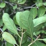 Ehretia amoena Hoja