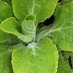 Digitalis thapsi Liść