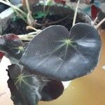 Begonia erythrophylla Folio