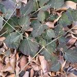 Boerhavia coccinea Leaf