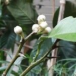 Citrus × aurantiifolia Květ