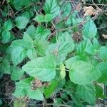 Scutellaria purpurascens Leaf