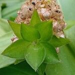 Eucomis pallidiflora Leaf