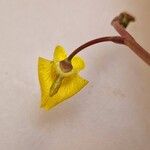 Utricularia australis Flower