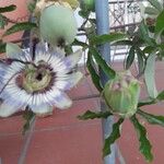 Passiflora caerulea花