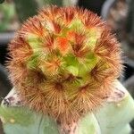 Mammillaria carmenae Hoja