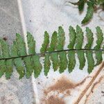 Asplenium erectum Φύλλο