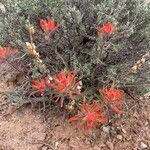 Castilleja applegatei Flower