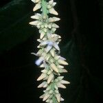 Talisia nervosa Other