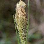 Carex borbonica Flower