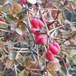 Berberis aetnensis Fruit