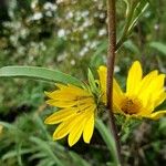 Helianthus maximiliani Leaf