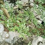 Buxus sinica Hoja