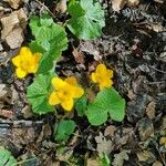 Ranunculus thora Bloem