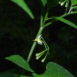 Solanum anguivi Flower