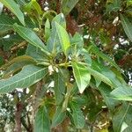Alibertia edulis Leaf