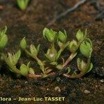 Lysimachia minima Hábito