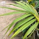Cyrtopodium andersonii Yaprak