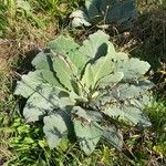 Verbascum boerhavii Feuille