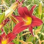 Hemerocallis minor Flors