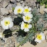 Ranunculus seguieri Flower