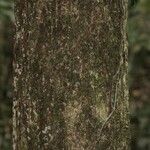 Manilkara bidentata Corteza