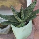 Gasteria carinata Leaf