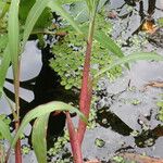 Paspalum repens Tervik taim