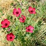 Linum grandiflorum Flor