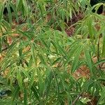 Acer pentaphyllum List