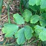 Aquilegia nigricans List