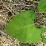 Cucurbita foetidissima Blad