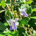 Rotheca myricoides Blomst