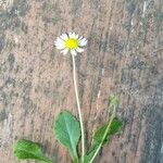 Bellis rotundifolia Flor