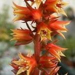 Echeveria viridissima Flower