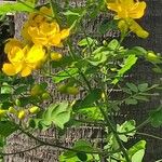 Senna bicapsularis Fleur