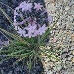 Tulbaghia violacea Blad