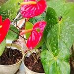 Anthurium scherzerianumKvet