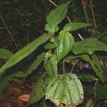 Miconia crenulata Altres