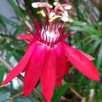 Passiflora vitifolia Kwiat
