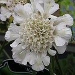 Scabiosa ochroleuca Flower