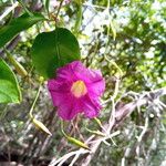 Ipomoea venosa Blüte