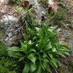 Gentiana purpurea عادت داشتن