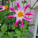 Dahlia tenuicaulis Blomst