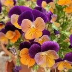Viola × wittrockiana Fiore