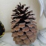 Pinus coulteri Fruto